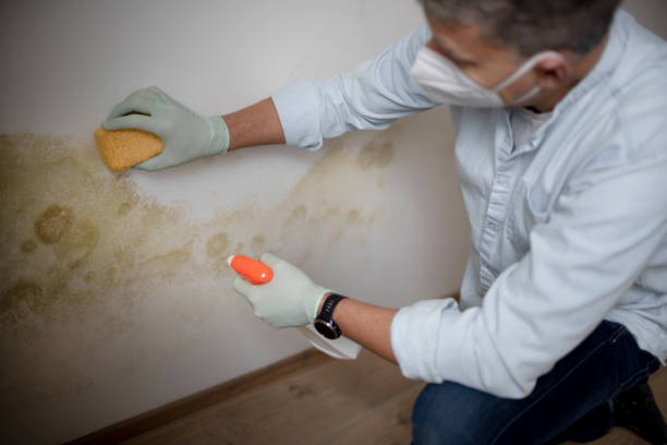 Mold Removal and Inspection in Valmeyer, IL